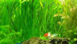 Wallisnaria spirály: obsah, druhy, popis, chov